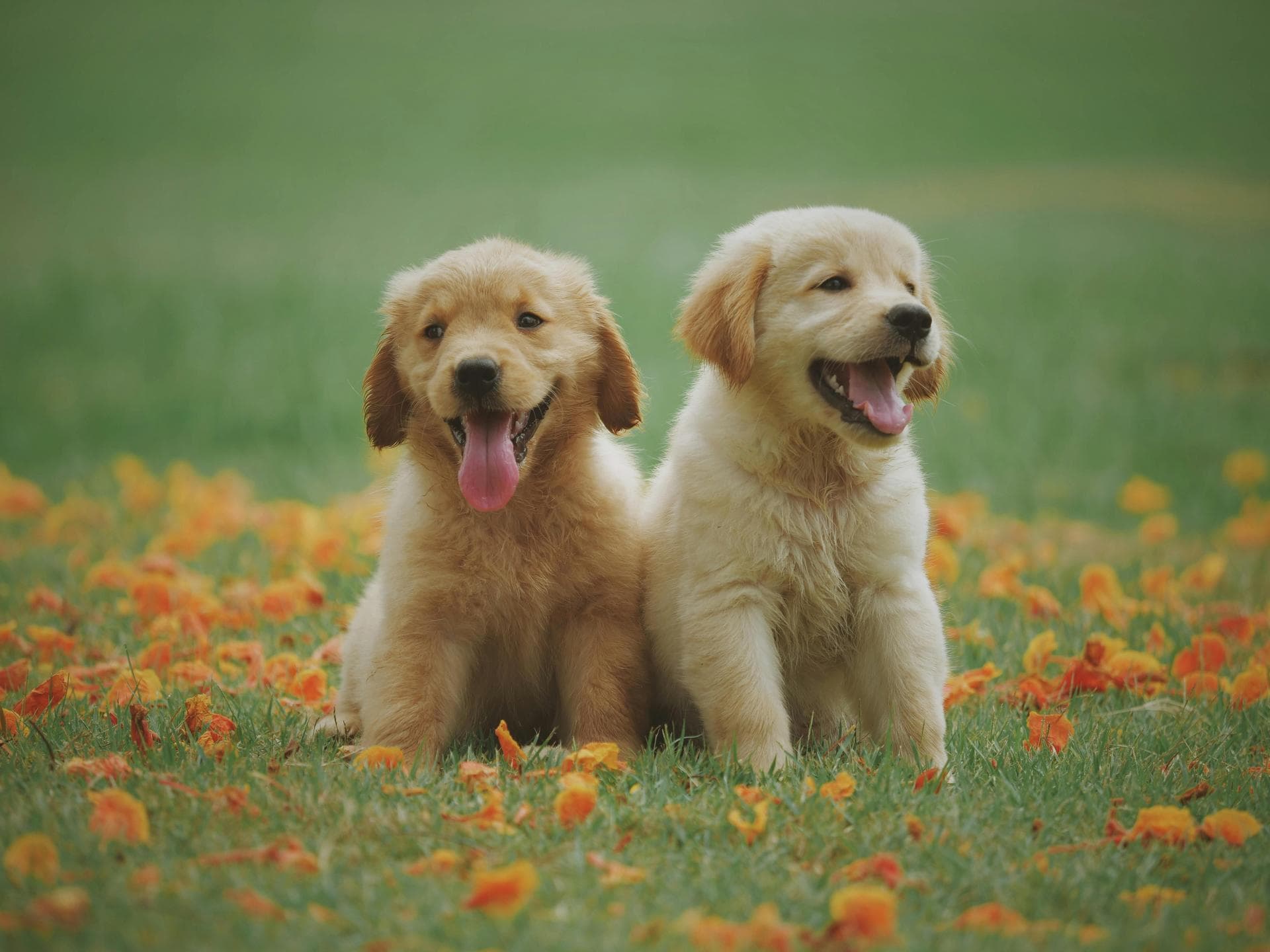 Pet Microchipping Prices in Tower Hamlets