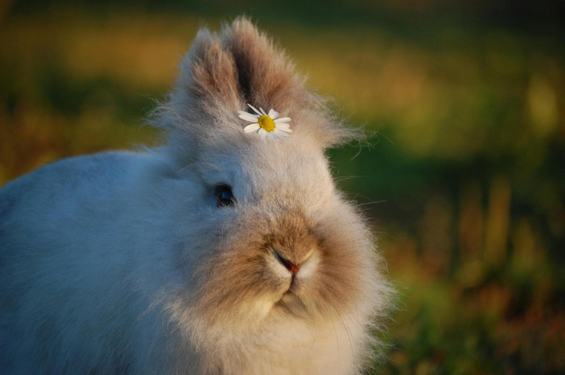 Rabbit Spay Castrate Neutering Prices in Tower Hamlets