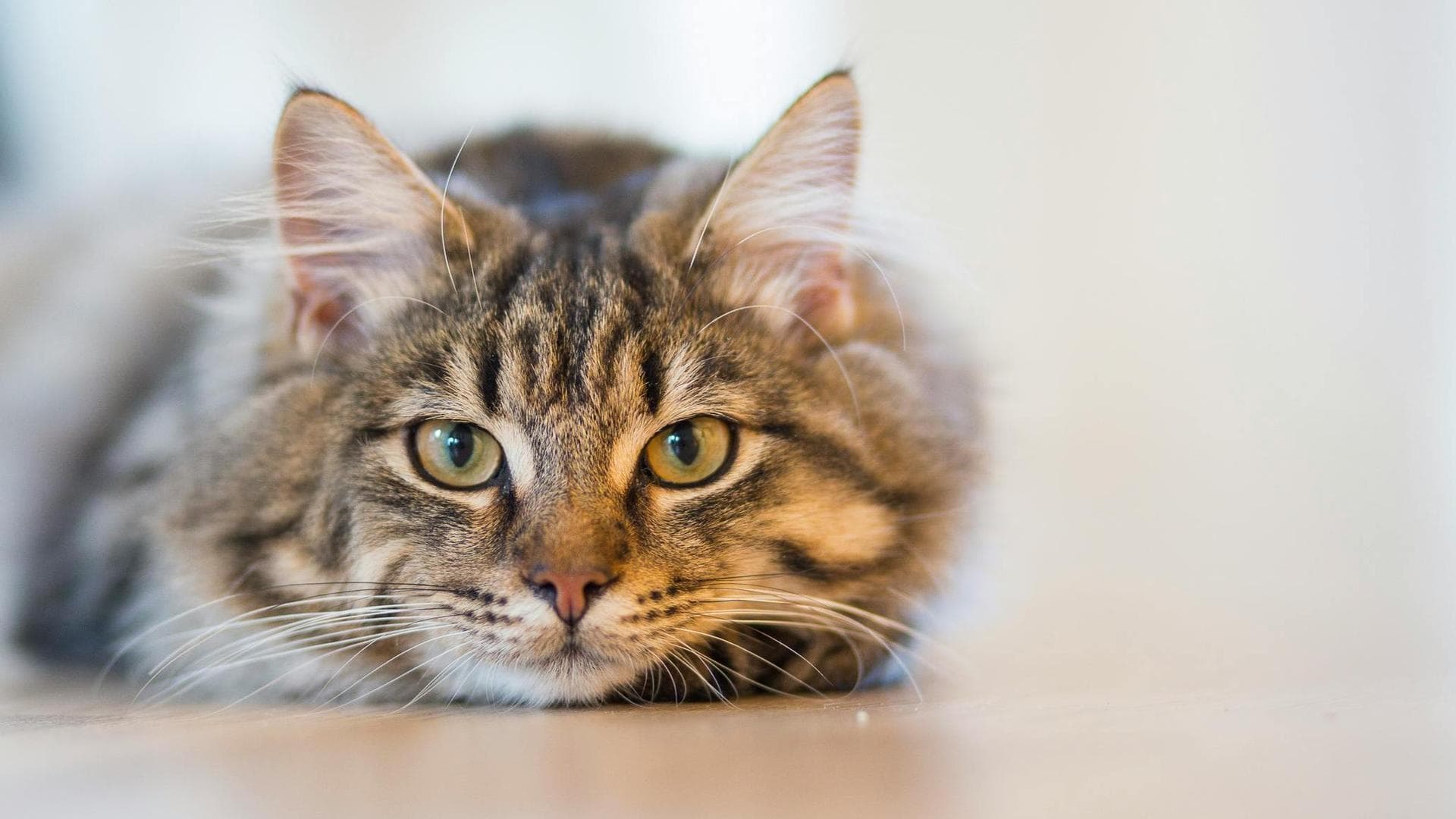 Follow-up Vet Appointment Prices in Tower Hamlets