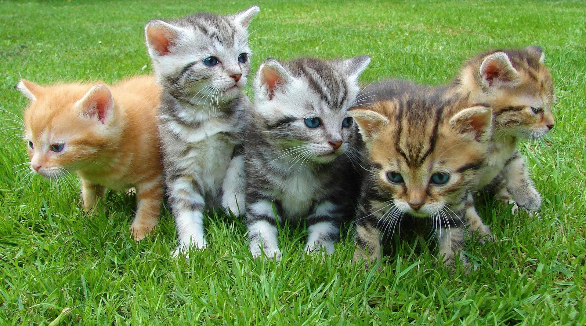 Cat Spay Castrate Neutering Prices in Tower Hamlets